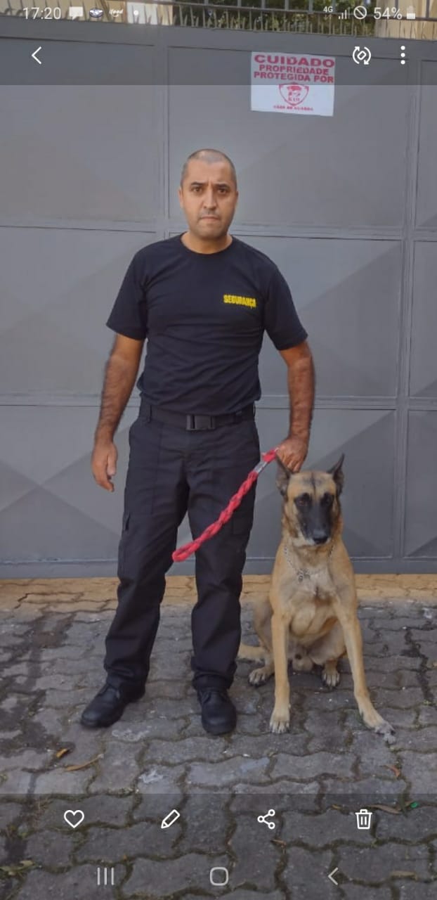 Pastor Belga PRODOG em Patrulha
