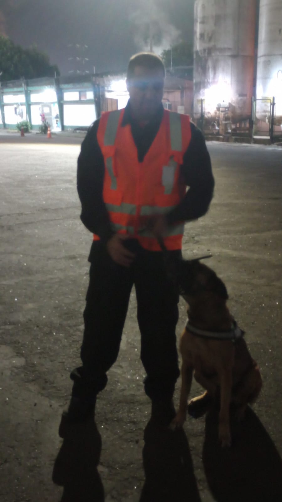 aluguel de cãe em Guarulhos