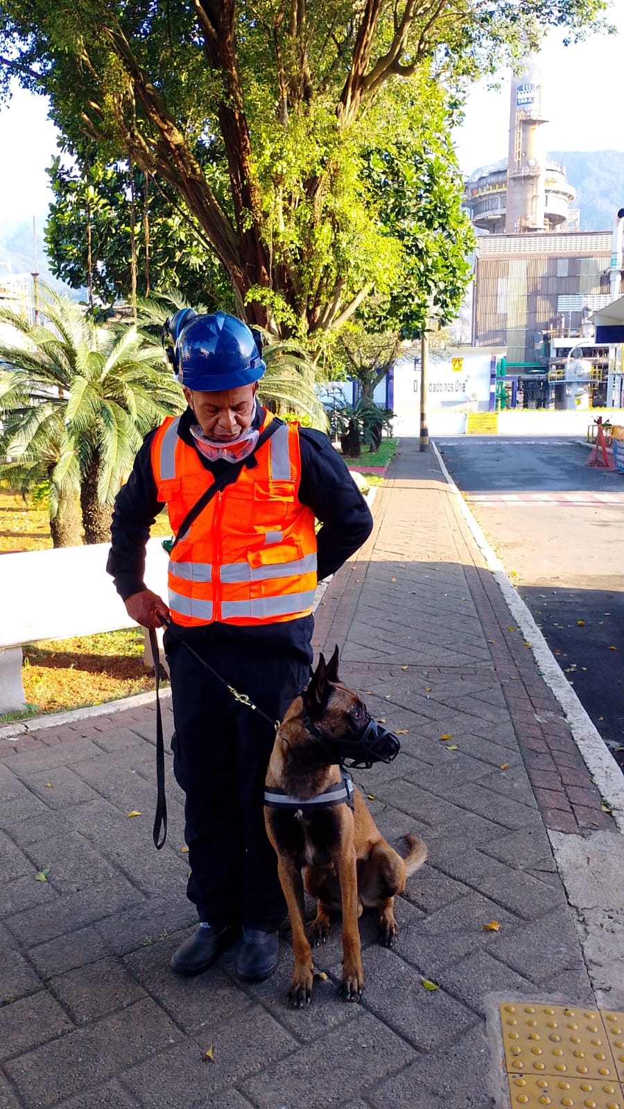 aluguel de cães adestrados