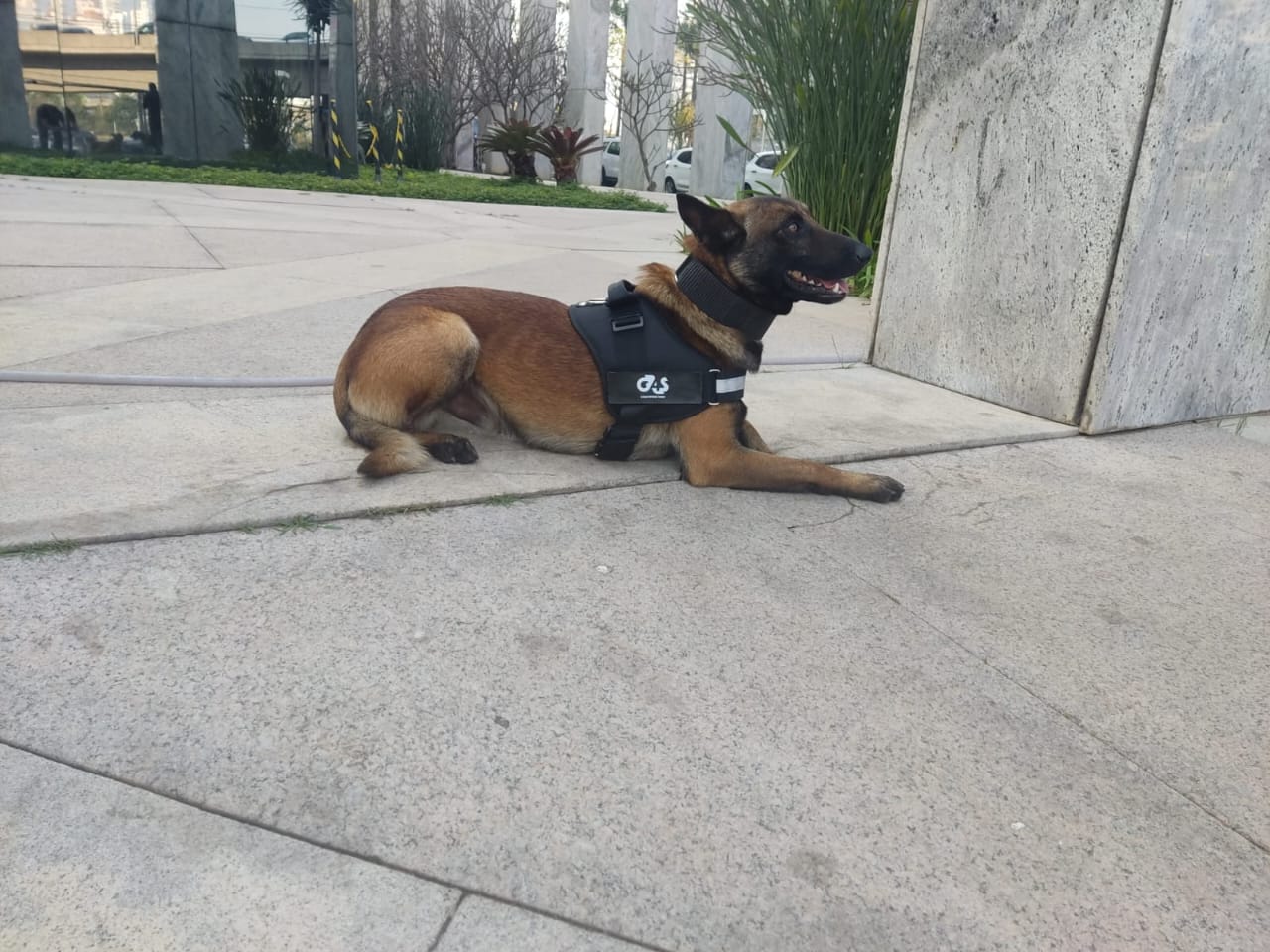 aluguel de cães farejadores