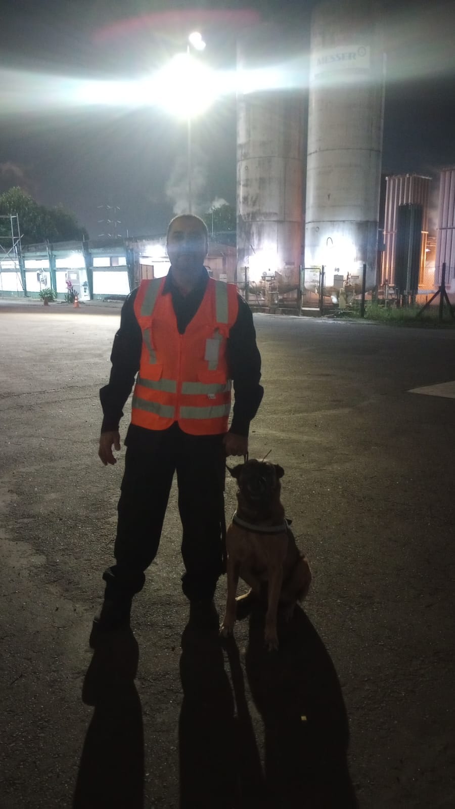 aluguel de cães na zona norte