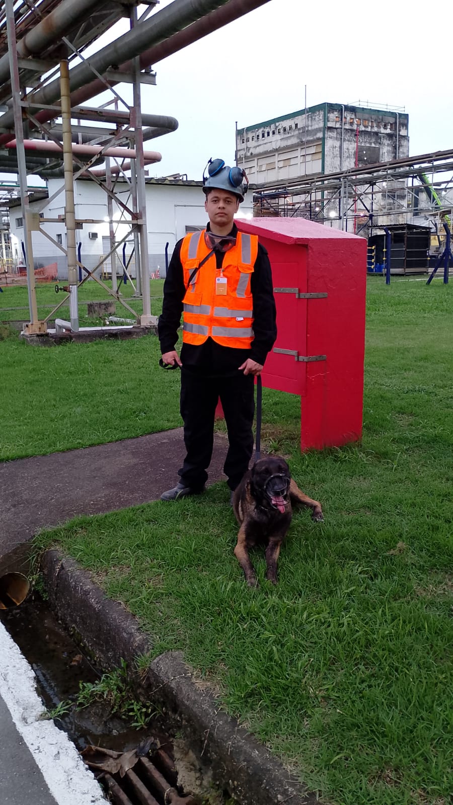 locação de cachorro em Campinas