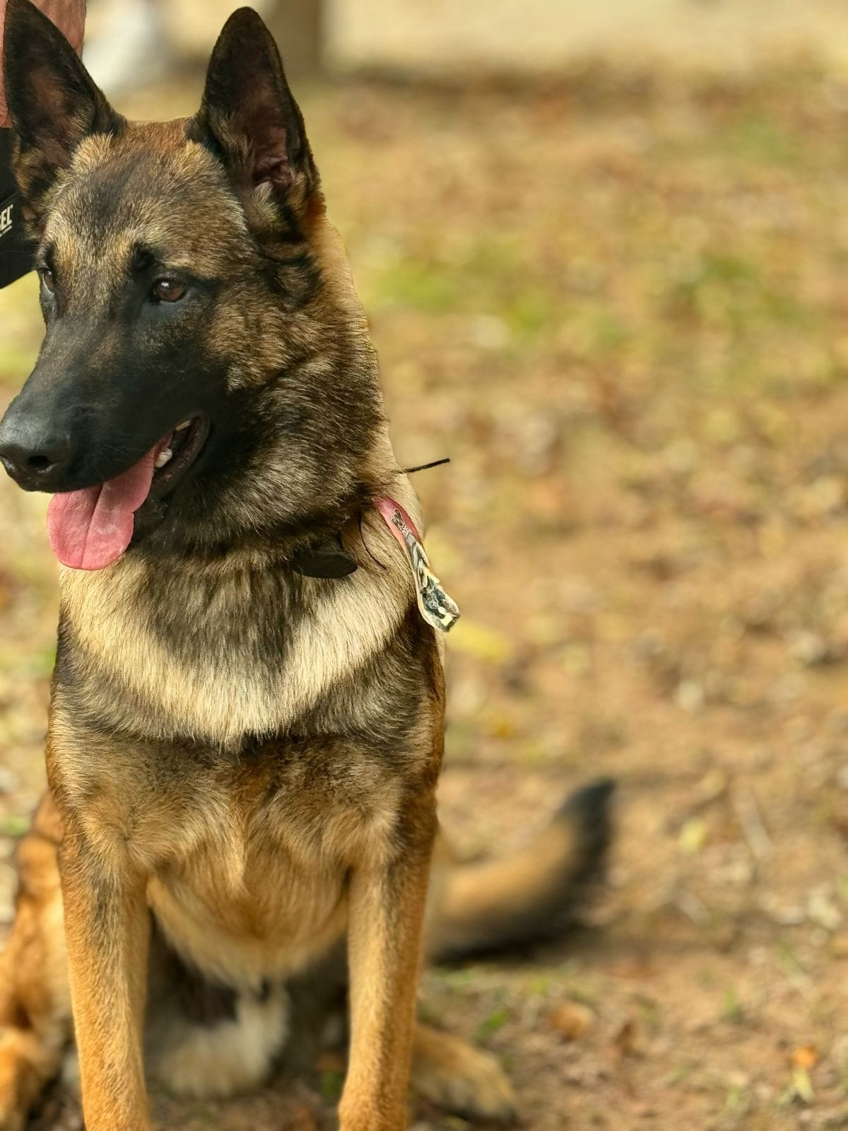 locação de cachorro na zona sul