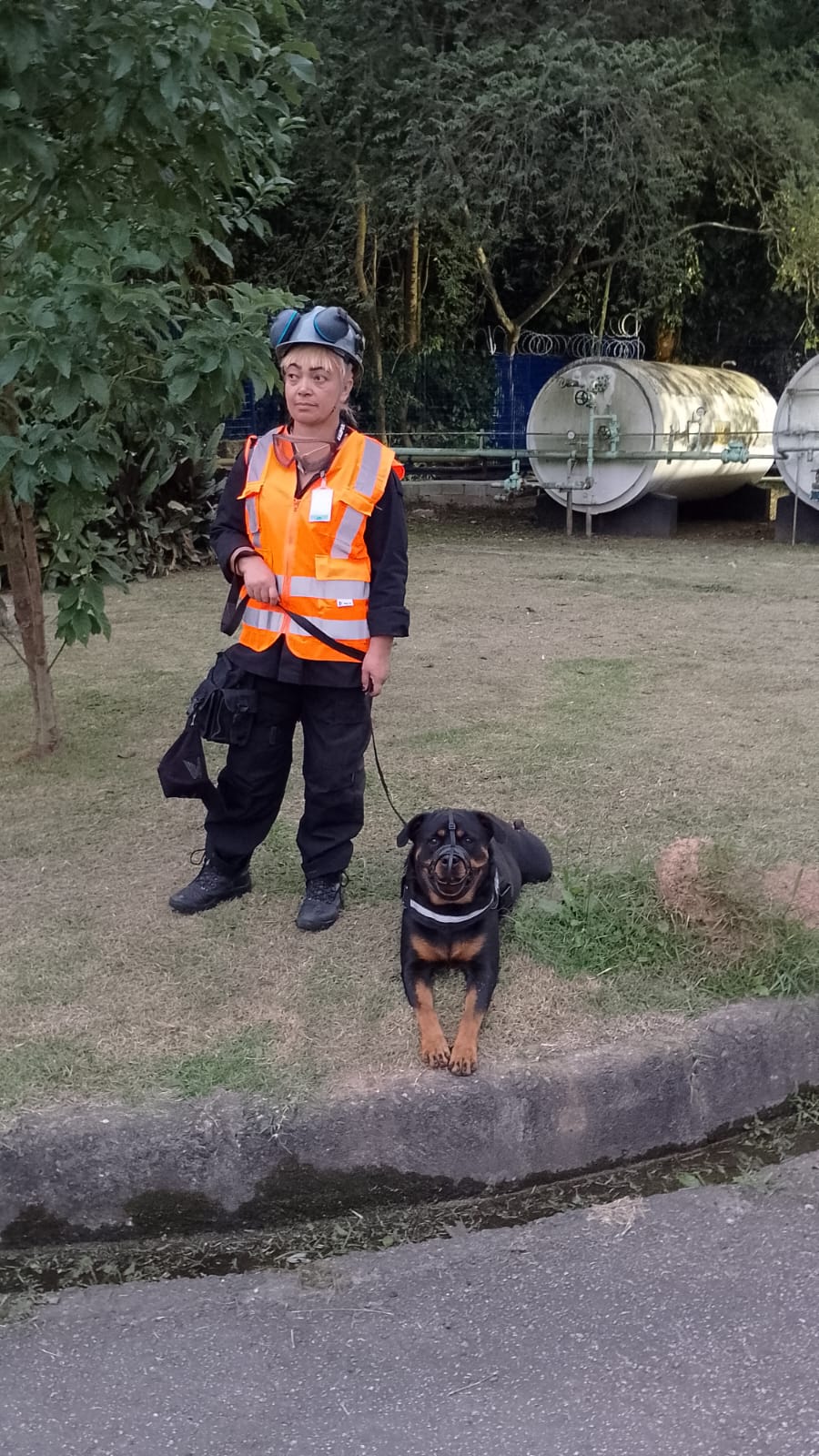locação de cães na zona sul