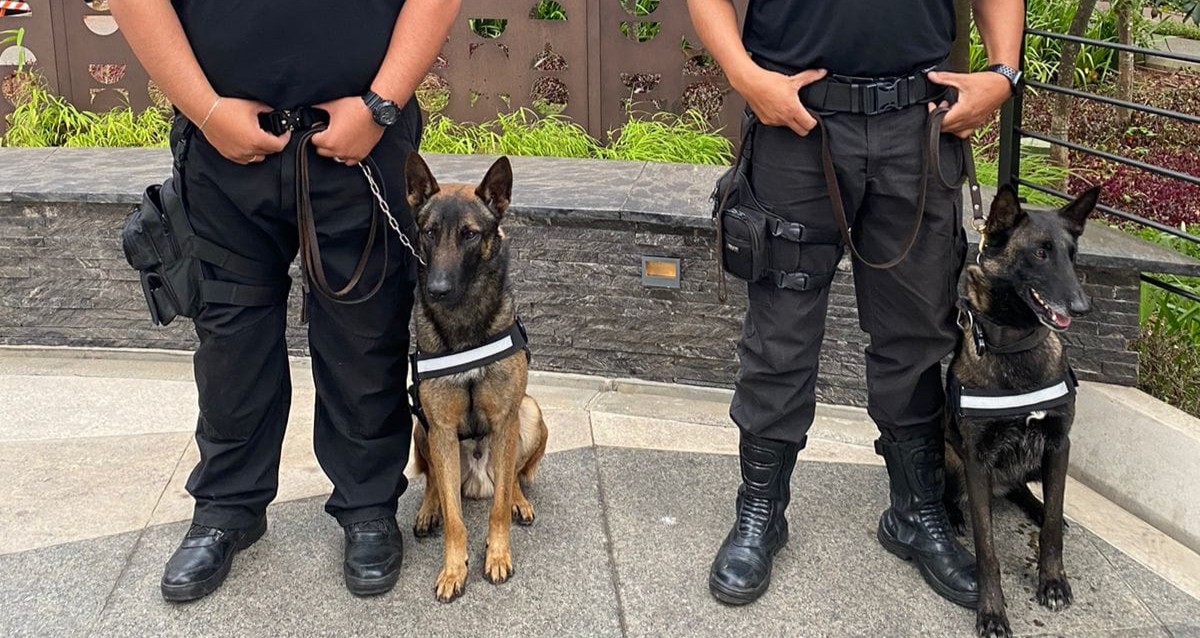 Equipe de Adestradores PRODOG Cães de Guarda