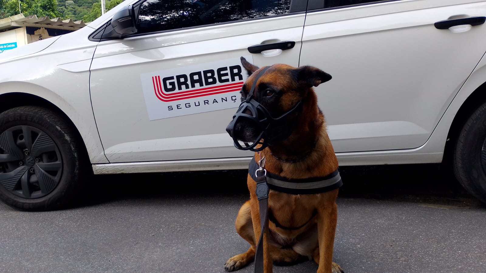 PRODOG Cães de Guarda - Proteção Tática de Perímetros