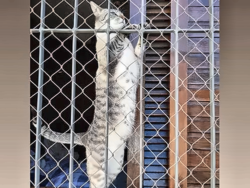 Telas de segurança para animais