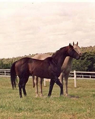 Trabalho do Escutor Pedro Cesar