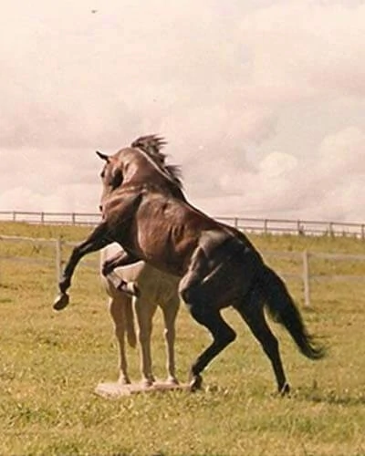 Trabalho do Escutor Pedro Cesar