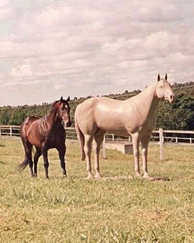 Trabalho do Escutor Pedro Cesar