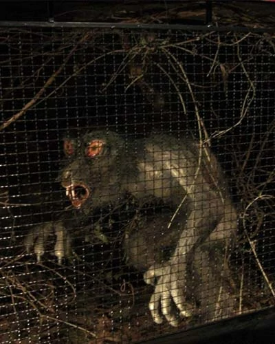 Trabalho do Escutor Pedro Cesar