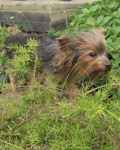 Trabalho do Escutor Pedro Cesar