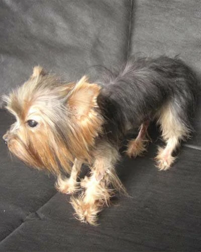 Trabalho do Escutor Pedro Cesar