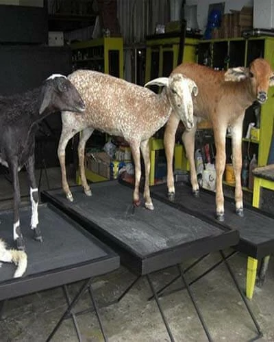 Trabalho do Escutor Pedro Cesar