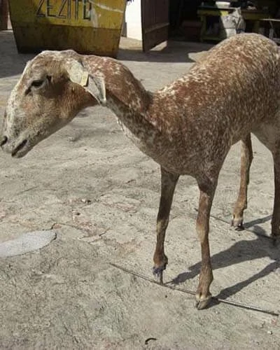 Trabalho do Escutor Pedro Cesar