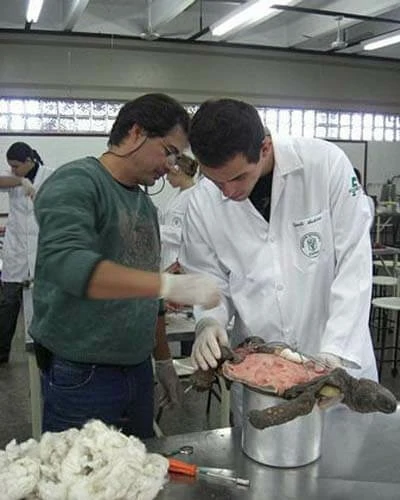 Trabalho do Escutor Pedro Cesar