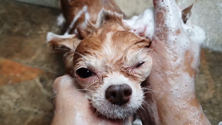 Tosa pet