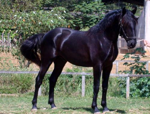 Beaujulais