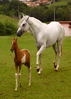 Garanhões