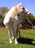 Garanhões