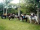 Tropa de cavalos toca das corujas