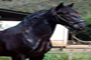 Cavalo Beaujolais garanhão lusitano toca das corujas