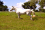 garanhão lusitano flape