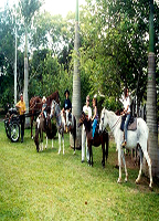 Animais montados