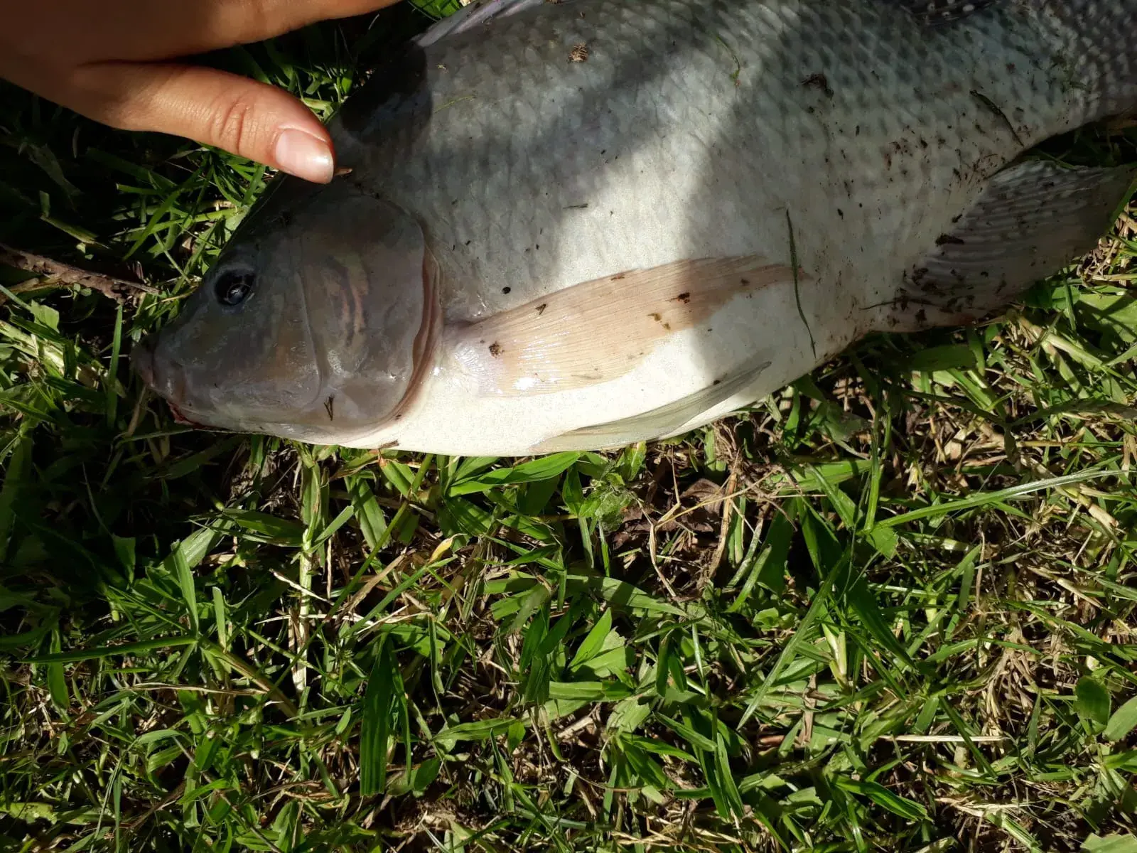 Hotel em Campina do monte Alegre