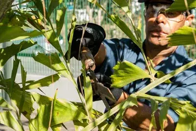 Empresa Terceirização de Jardinagem No ABCDMR